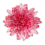 Краситель флористический, для цветов, розовый, 300 мл, фото 3