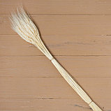 Сухой колос пшеницы, набор 50 шт., цвет белый, фото 2