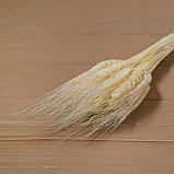Сухой колос пшеницы, набор 50 шт., цвет белый, фото 3
