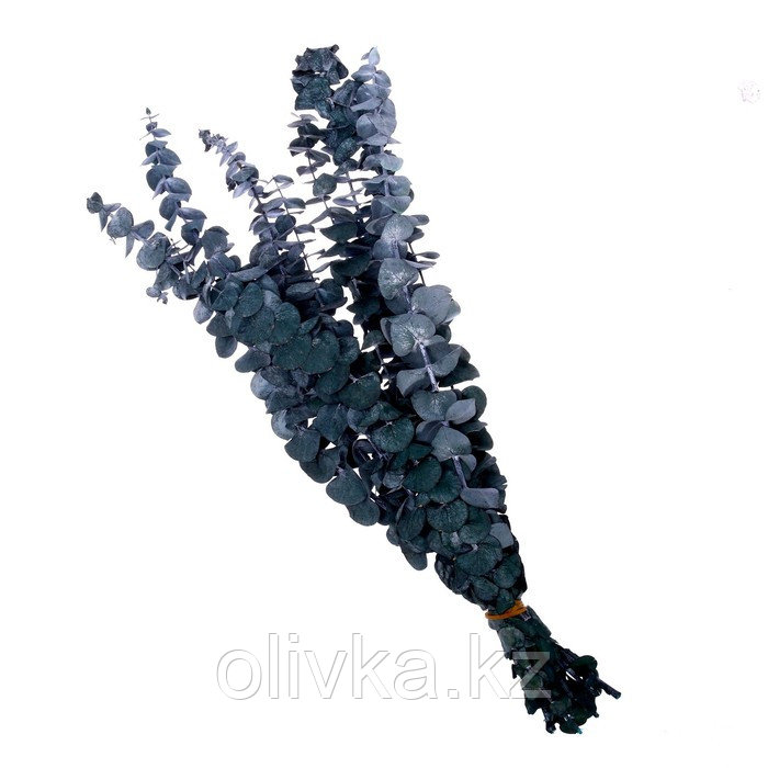 Сухоцвет «Эвкалиптовое дерево», голубой, 10 шт. в упаковке - фото 3 - id-p113952097