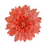 Краситель флористический, для цветов, красный, 300 мл, фото 3
