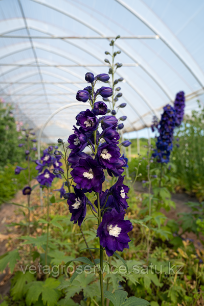 Экскалибур Дельфиниум высокий Excalibur Delphinium elatum Dark Blue White Bee 1000 семян - фото 1 - id-p114120388