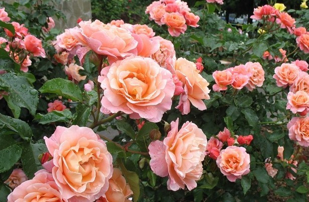 Роза Мари Кюри - фото 1 - id-p114204518