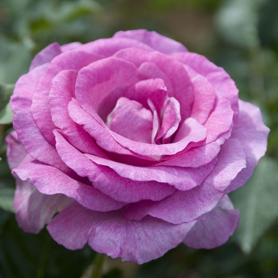 Роза Виолет Парфюм - фото 2 - id-p114205251