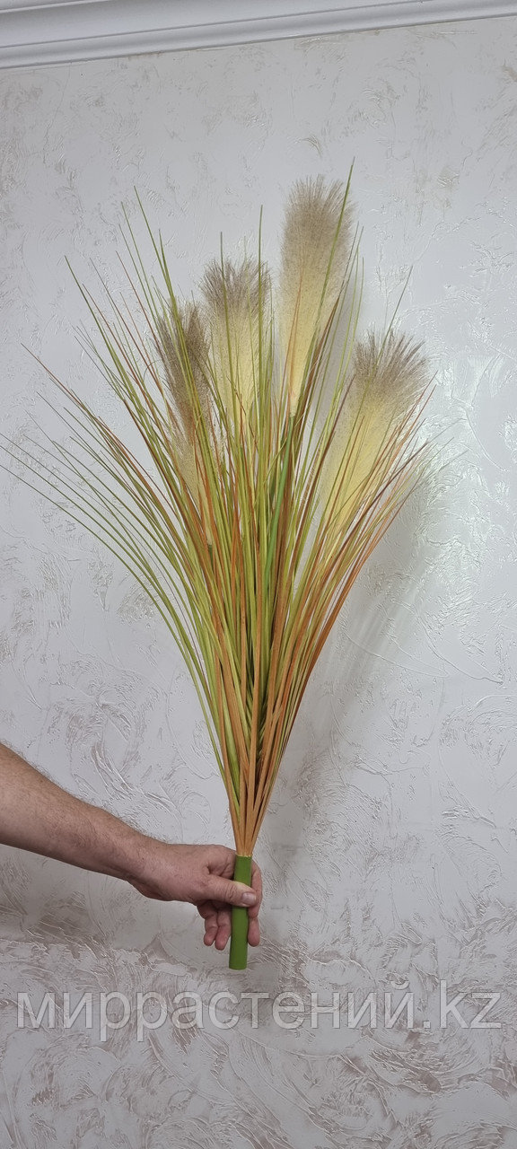 Картадерия (пампасная трава) цвет соломенный 100 см - фото 3 - id-p114193732
