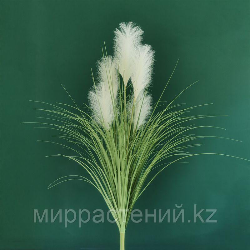 Картадерия (пампасная трава) цвет белый 100 см - фото 1 - id-p114193453