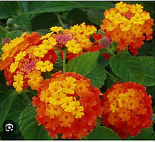 Лантана оранжевая (укорененный черенок)