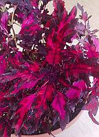 Колеус Рубиновая россыпь./укорененный черенок