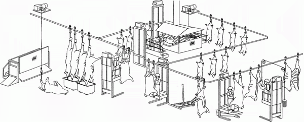 Комплекс первичной переработки свиней (ППС), производительность 80 голов/смену