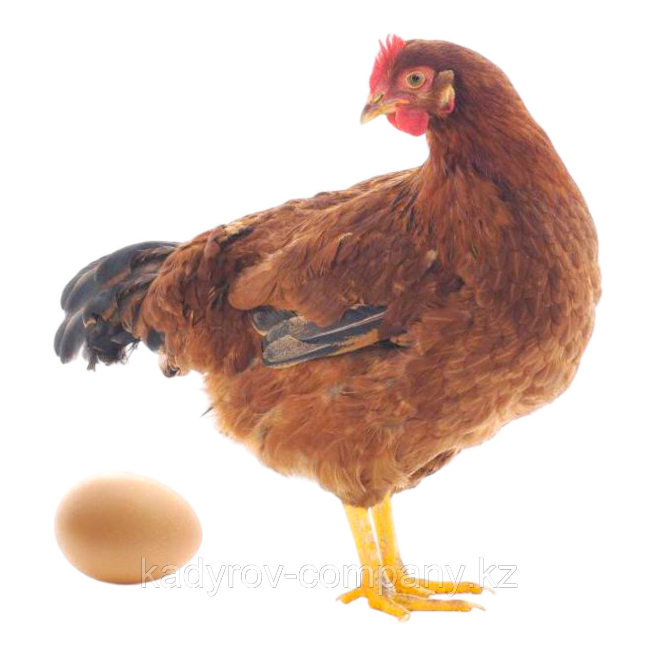 Инкубационное яйцо Легбар кремовый - фото 1 - id-p114402308
