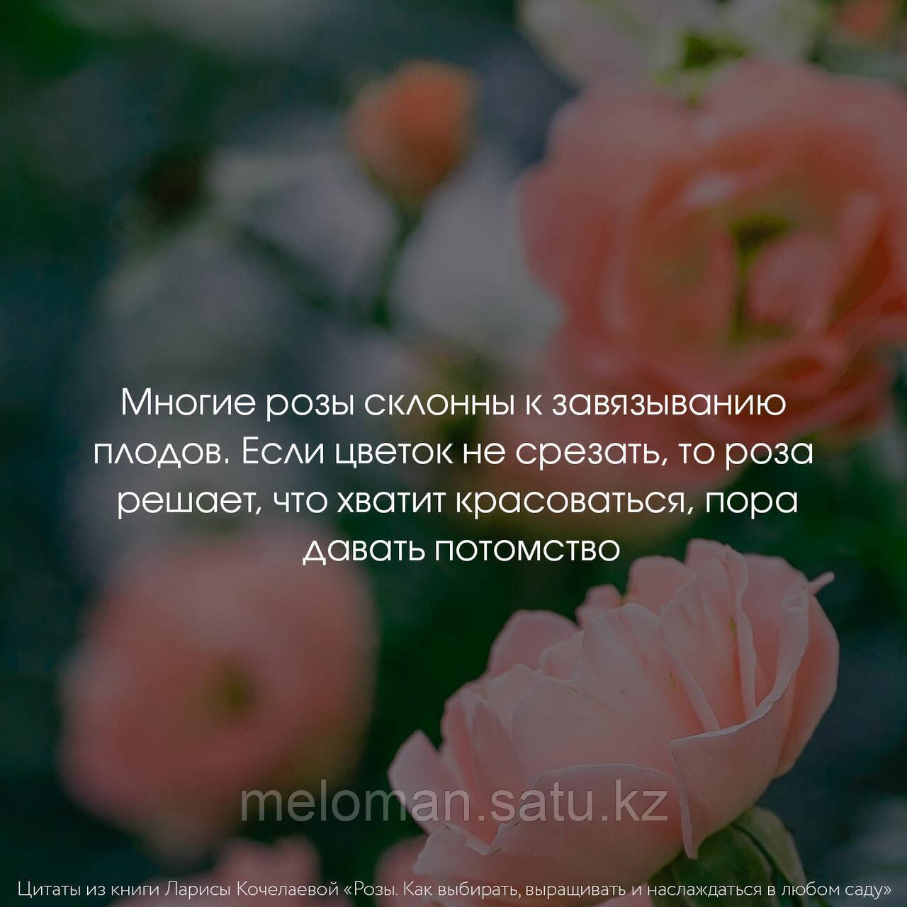 Кочелаева Л. Н.: Розы. Как выбирать, выращивать и наслаждаться в любом саду - фото 6 - id-p113871558