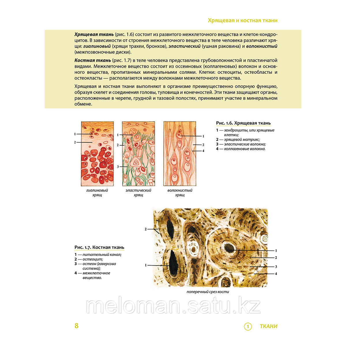 Самусев Р. П.: Наглядная анатомия человека. Подробный атлас с иллюстрациями - фото 8 - id-p113870328