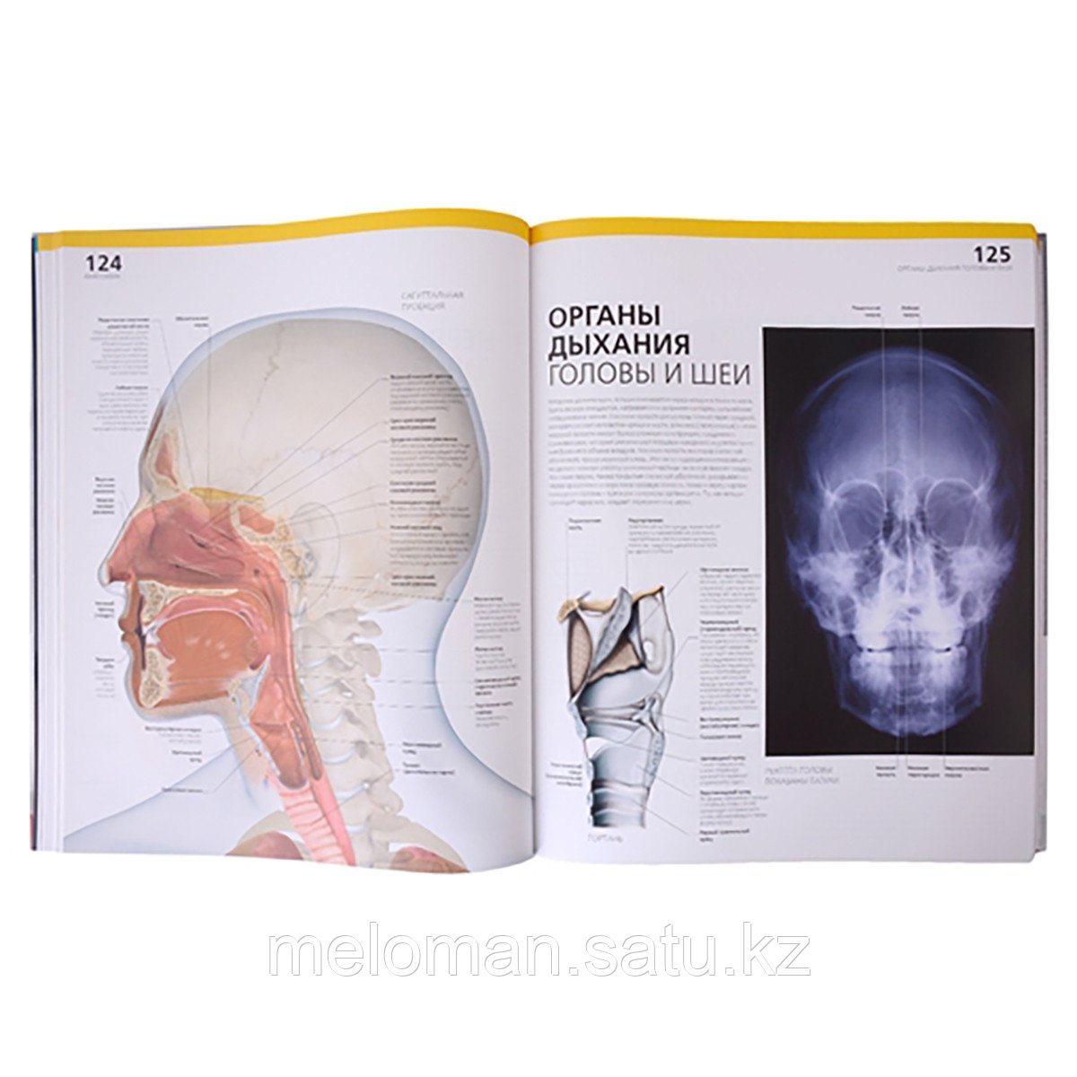 Робертс Э.: Атлас анатомии человека. Подробное иллюстрированное руководство - фото 4 - id-p113869583
