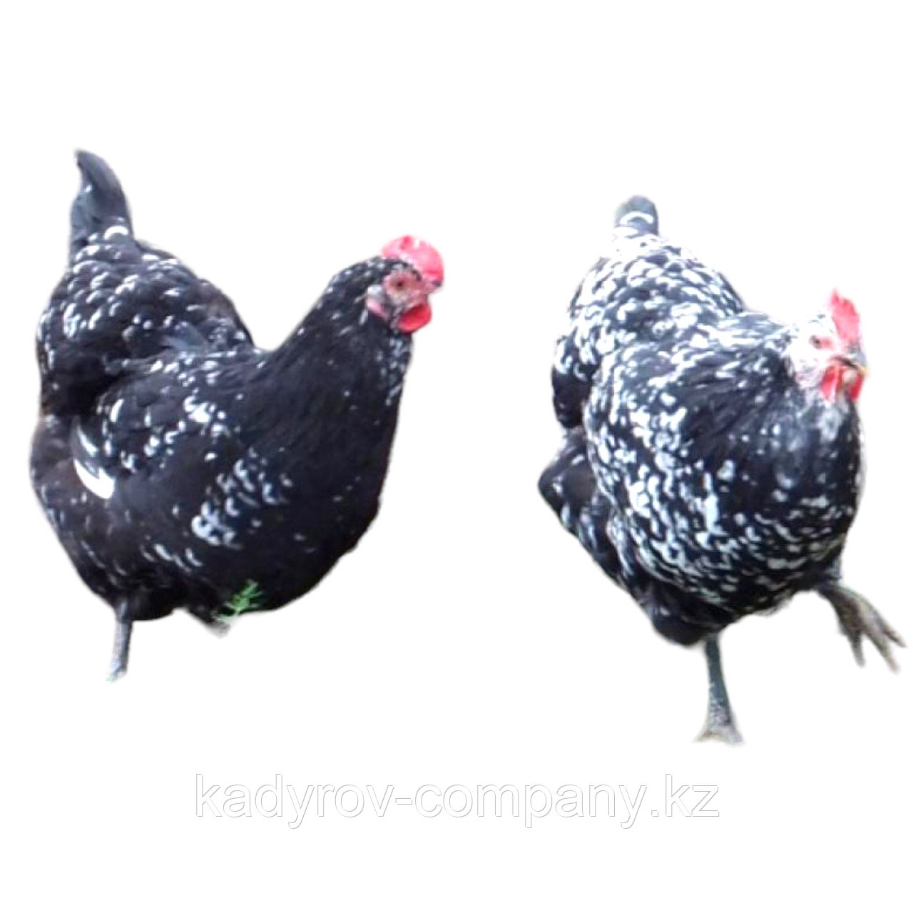 Инкубационное яйцо Австралорп чёрно-пёстрый (id 114401092), купить в  Казахстане, цена на Satu.kz