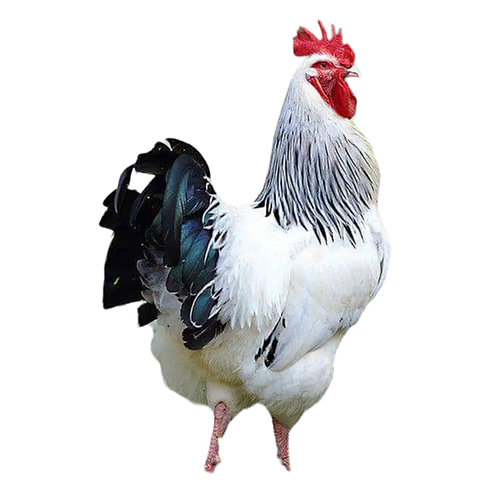 Орысша видео, ей, ендірме. Коди Лейн порносына