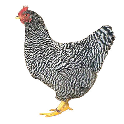 Майлы нудистер Халат киген ханымдар порно