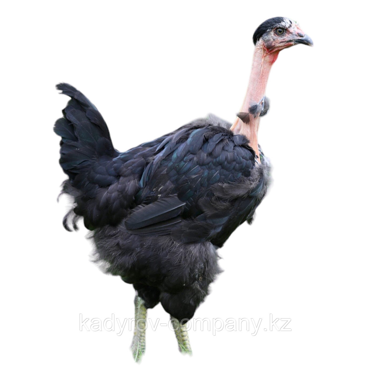 Транссексуалды әйелдердің үстемдігі туралы бейнелер