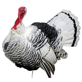 Аймақтағы анальды секс