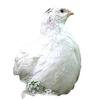 Инкубационные яйца Радонежский мясной белый перепела