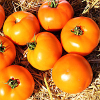 Семена томаты Айсан F 1