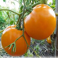 Семена томаты Хурма