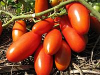 Семена томаты Ракета