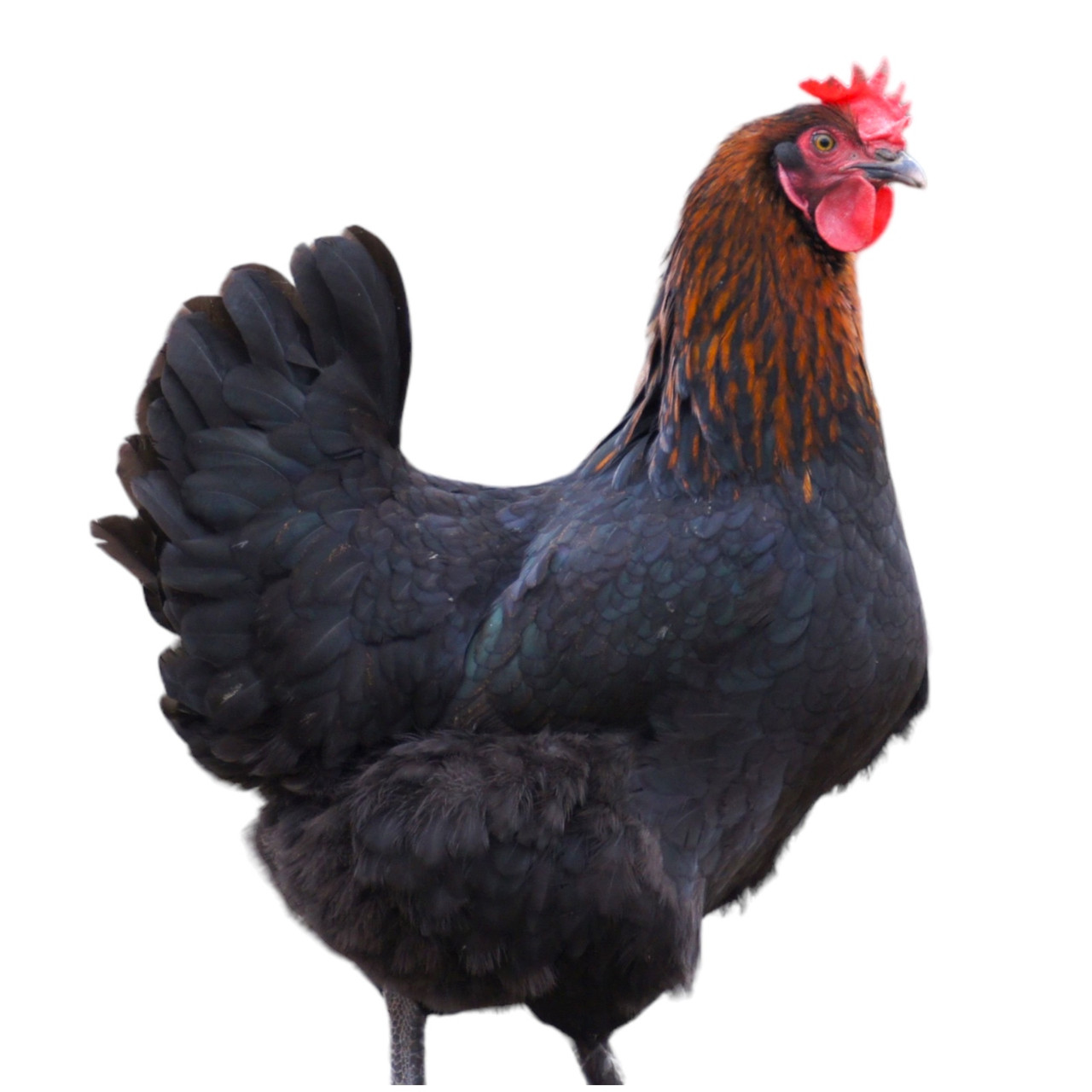 Орыс қызы онлайн порно үшін көшеде түсірілген.