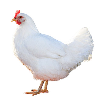 Порно аға pr t әпке Порно қара нәсілділер - тамаша сарапшылар