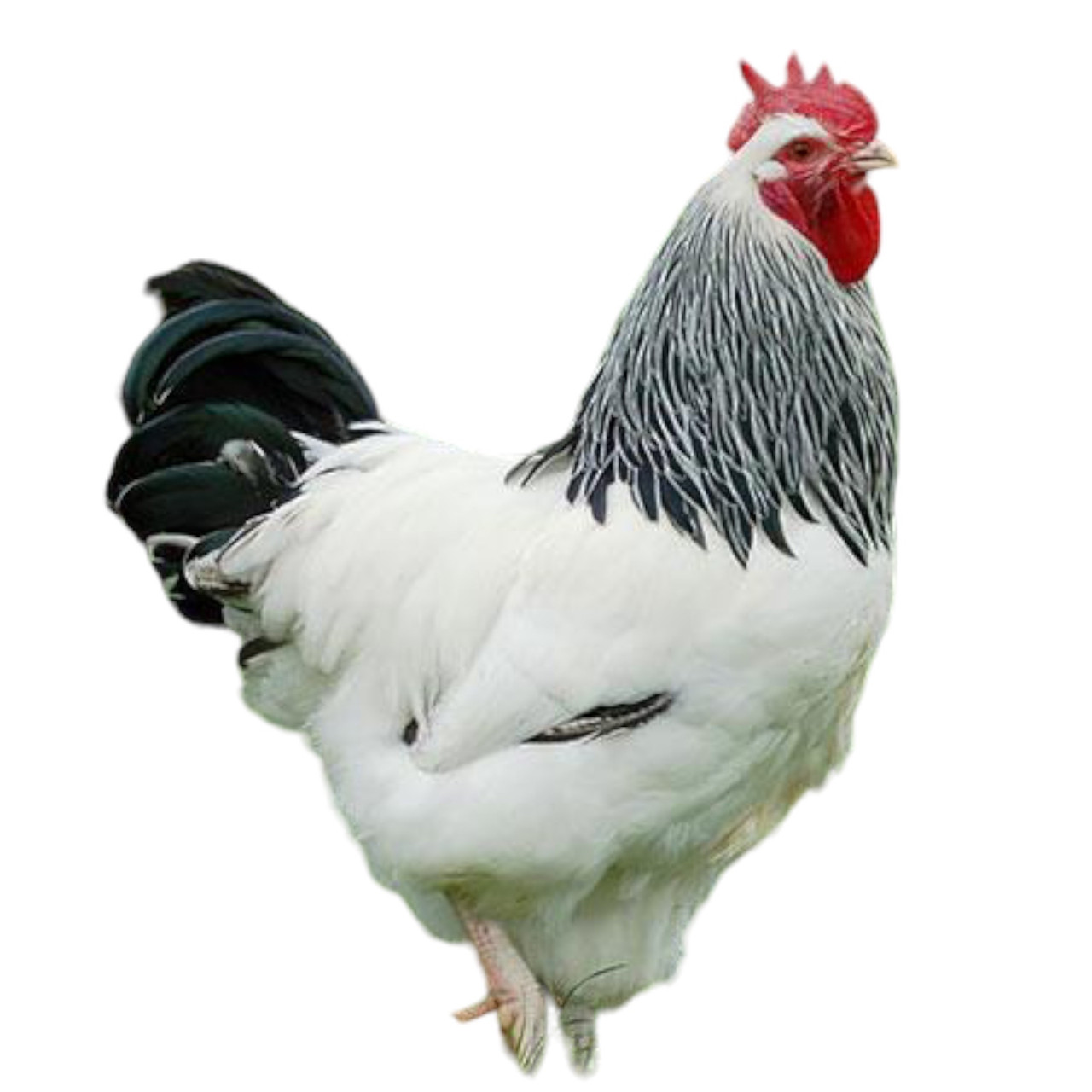 Топтық суреттер