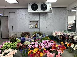 Холодильное оборудование для цветов
