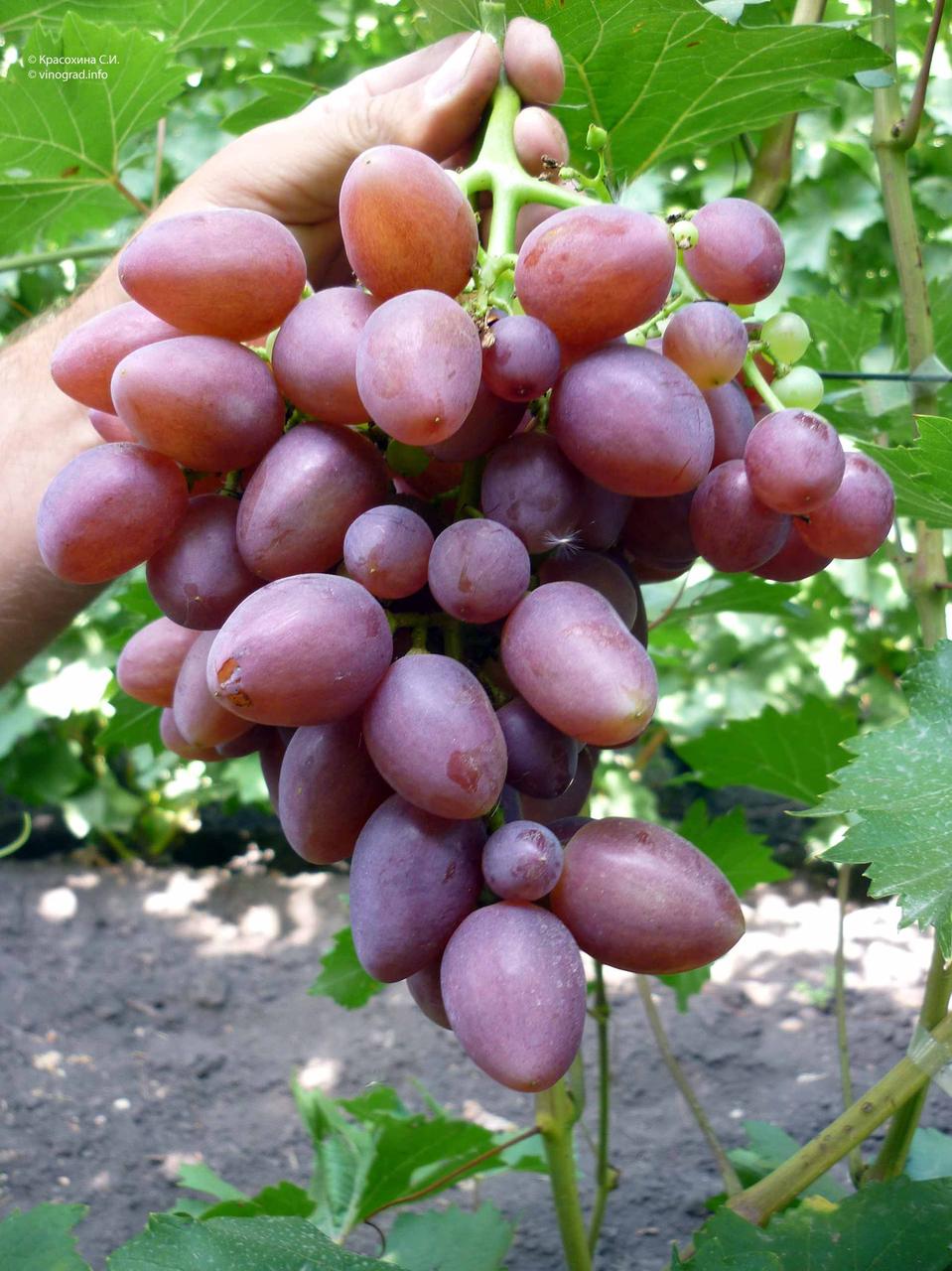 Сорт винограда софия фото