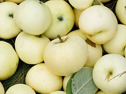 Яблоня "Белый налив"