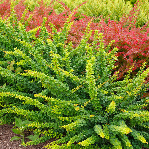 Барбарис тунберга "Green Ornamen", C3, фото 1