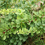 Барбарис тунберга "Green Ornamen", C3, фото 2