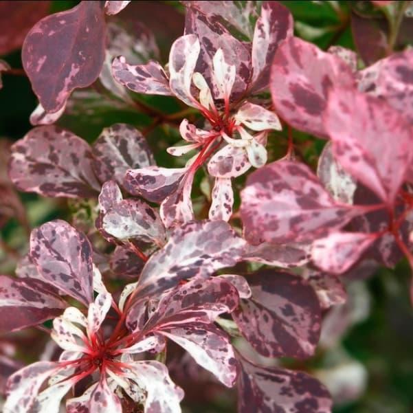 Барбарис "Flamingo", C2, фото 1