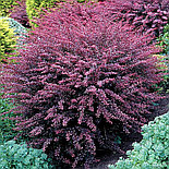 Барбарис "Flamingo", C2, фото 2