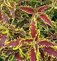 Колеус Red croton/ укорененный черенок