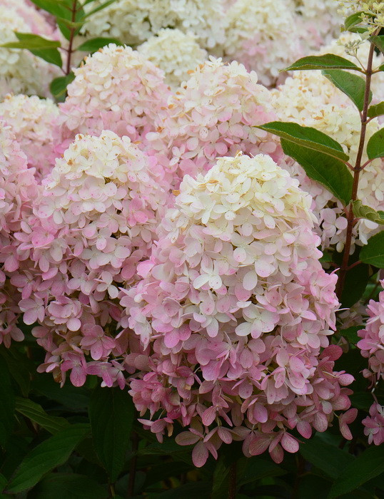 Гортензия метельчатая «Magical Sweet Summer», С3, фото 1