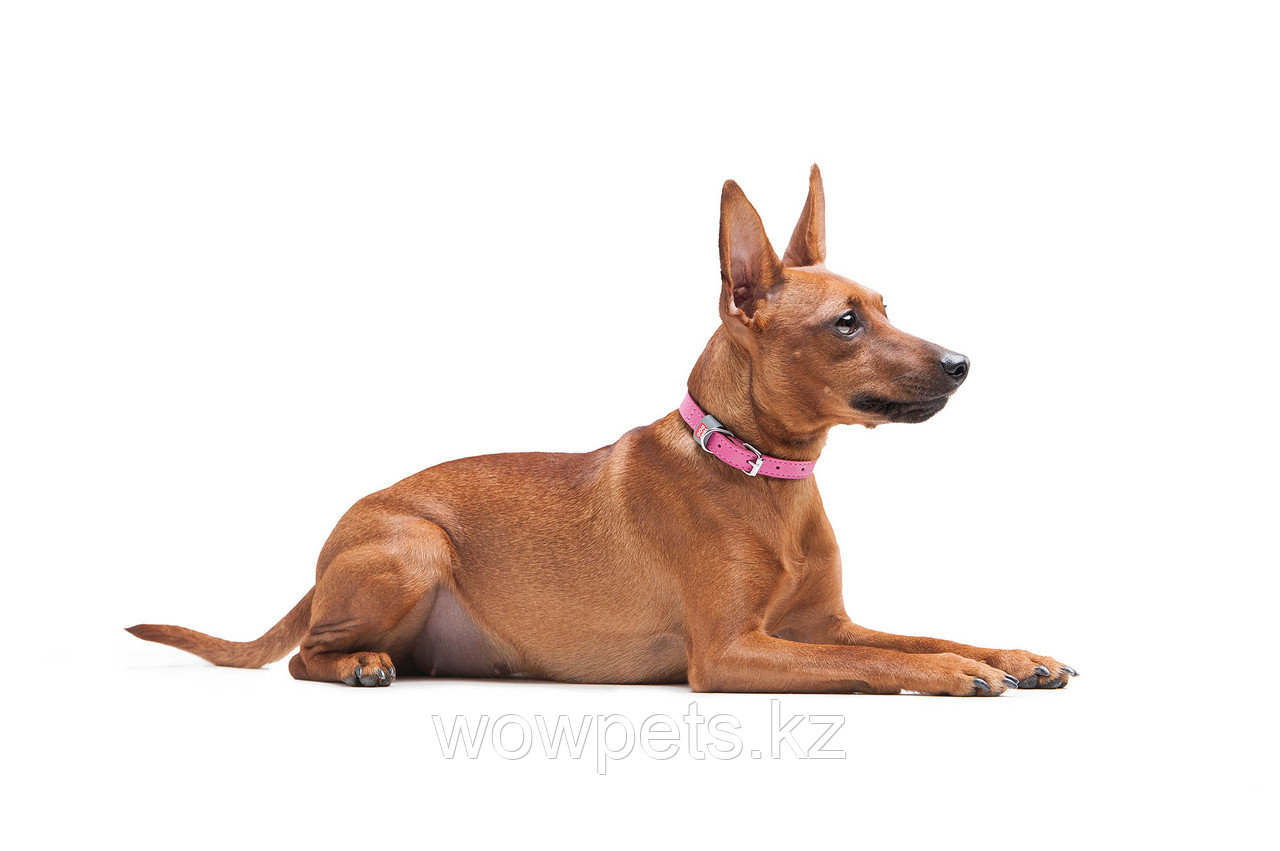 Ошейник для собак кожаный WAUDOG Classic, Розовый (О 21-29 см) - фото 3 - id-p114889548