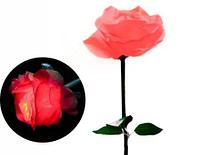 Цветы роза 60 см Красный