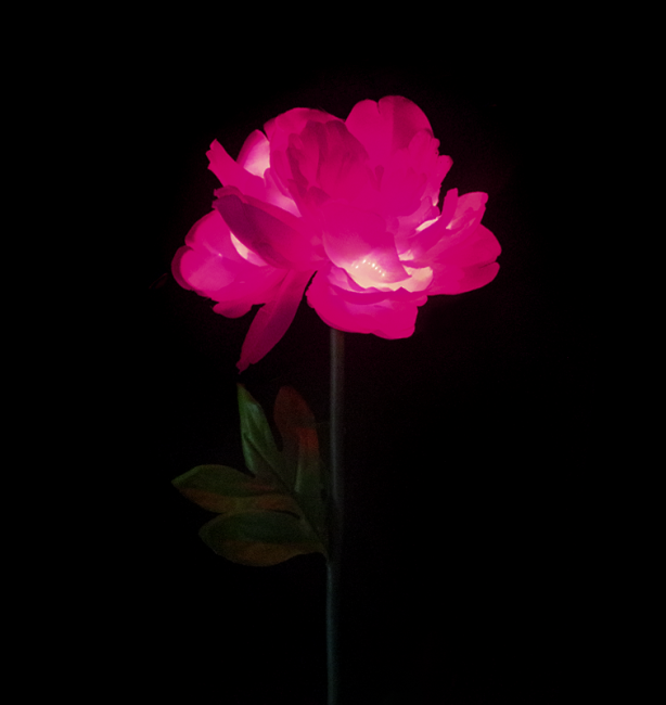 Цветы роза 60 см Розовый - фото 3 - id-p114892413