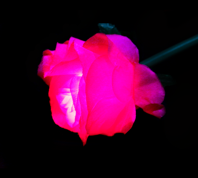 Цветы роза 60 см Розовый - фото 4 - id-p114892413