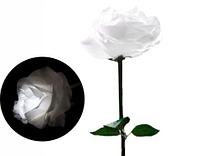 Цветы роза 60 см Белый