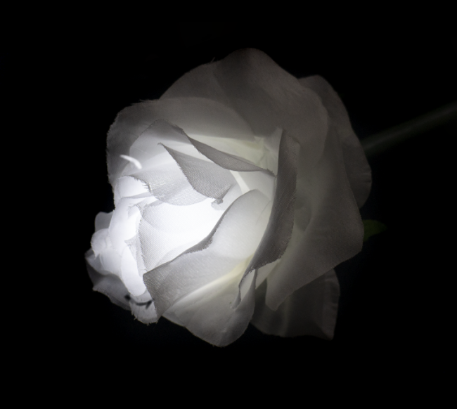 Цветы роза 60 см Белый - фото 3 - id-p114892414