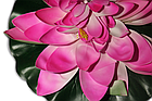 Цветы лотос Розовый, фото 3