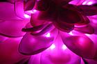 Цветы лотос Розовый, фото 4
