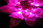 Цветы лотос Розовый, фото 5