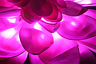Цветы лотос Розовый, фото 6