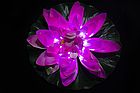 Цветы лотос Розовый, фото 7
