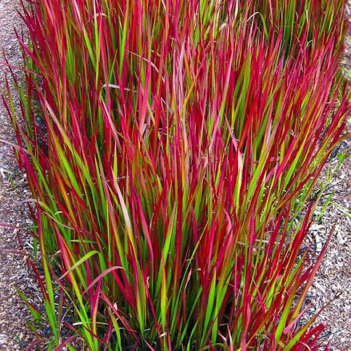 Императа цилиндрическая «Red Baron», С2, фото 1